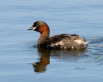 20110409-IMG_3104