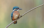 Kingfisher - Alcedo atthis