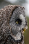 Great Grey Owl