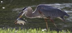 Great Blue Heron portfolio