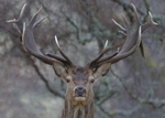 Red Deer