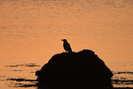 Hooded Crow