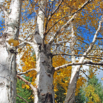 New Brunswick Autumn Foliage -  The Birches