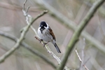 Reed Bunting