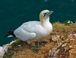 Gannet