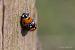 Ladybird Love
