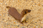 stoat Mustela erminea-1108
