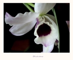 Dendrobium nobile hybr. 2