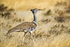 Kori Bustard