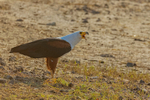 African Fish Eagle
