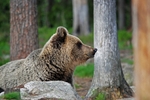 Brown Bear