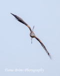 Red Kites  November-100