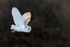 Close fly-past of a Barn Owl at Holme Marshes
