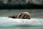 Seal 7959