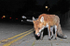 Urban Fox, Bristol _ UR052