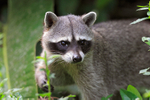 Racoon portfolio