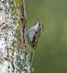 Tree Creeper - Certhia familiaris