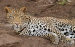 Young male leopard in a dry riverbed