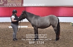BPP_1724
