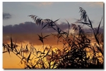 In The Reeds