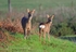 Roe Deer