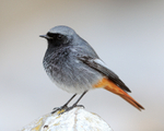 Black Redstart (male) at Brean Down, Somerset