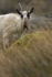 WELSH MOUNTAIN GOAT
