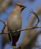 WAXWINGS (ww 02)