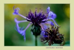 Centaurea montana 2
