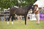 Class 115-116 - SSADL Home Produced Members Qualifier portfolio