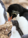 Rockhopper Penguin chick wants food, Cape Bougainville, Falklands