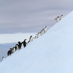 Diagonal_penguins_IMG_0310