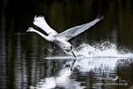 Mute Swan J 200114 5
