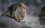 Black-maned Kalahari Lion