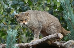 Scottish Wildcat