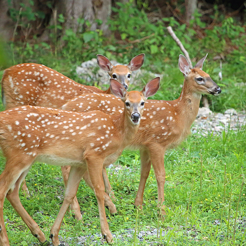 White-tailed deer - triplet fawns