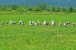 White Storks