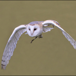 Barn Owl