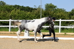 Class 4: Youngstock 1, 2, 3 year old to exceed 153cm portfolio