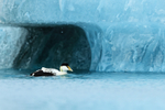 Eider in front of iceberg, Jokulsarlon, Iceland
