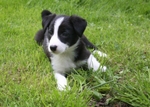 10 Seven weeks old