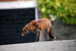 Urban dog fox in Bristol Street _ UR0002