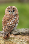 Tawny Owl 260313-990a