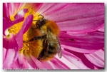 4946a Bombus Pratorum