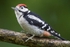 Juv Great Spotted Woodpecker