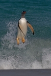 Gentoo Penguin coming ashore