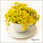 Ragwort