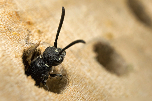 Female cuckoo wasp, [i]Sapyga quinquepunctata[/i] emerging from a hole in my bee-hotel. Staffordshire garden, June 2015.
