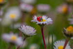 In the world  of Ladybirds