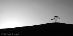 Lonely Tree
